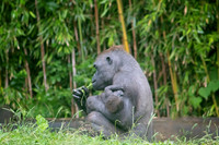 Animals